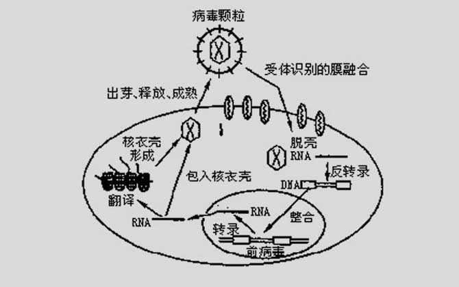 HIVʲô146 / :嶾к / ID:124441