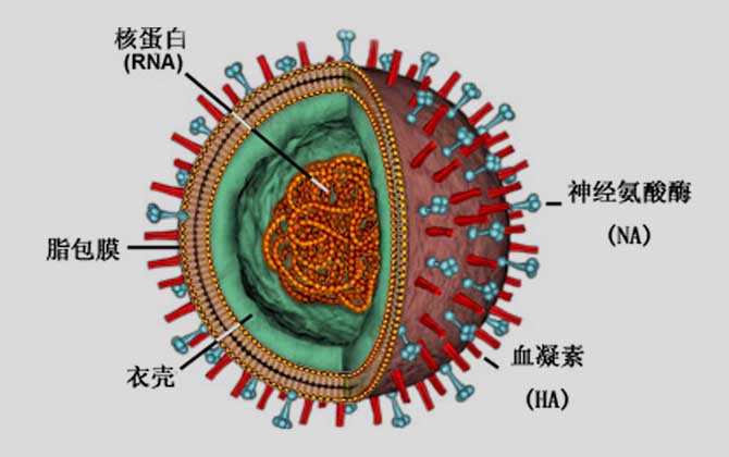 H7N9ʲô181 / : / ID:124693