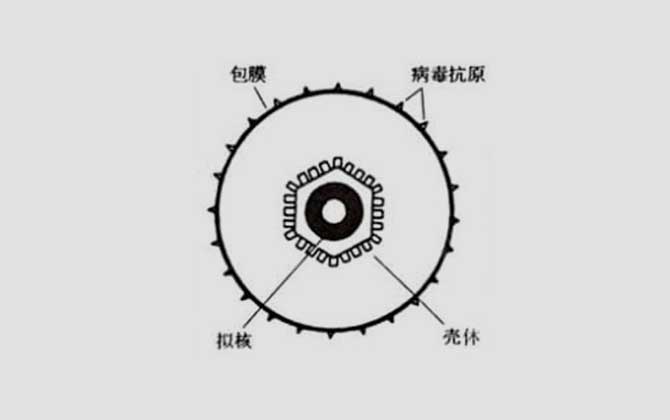 EB病毒是什么病毒？163 / 作者:虾仔123 / 帖子ID:124882