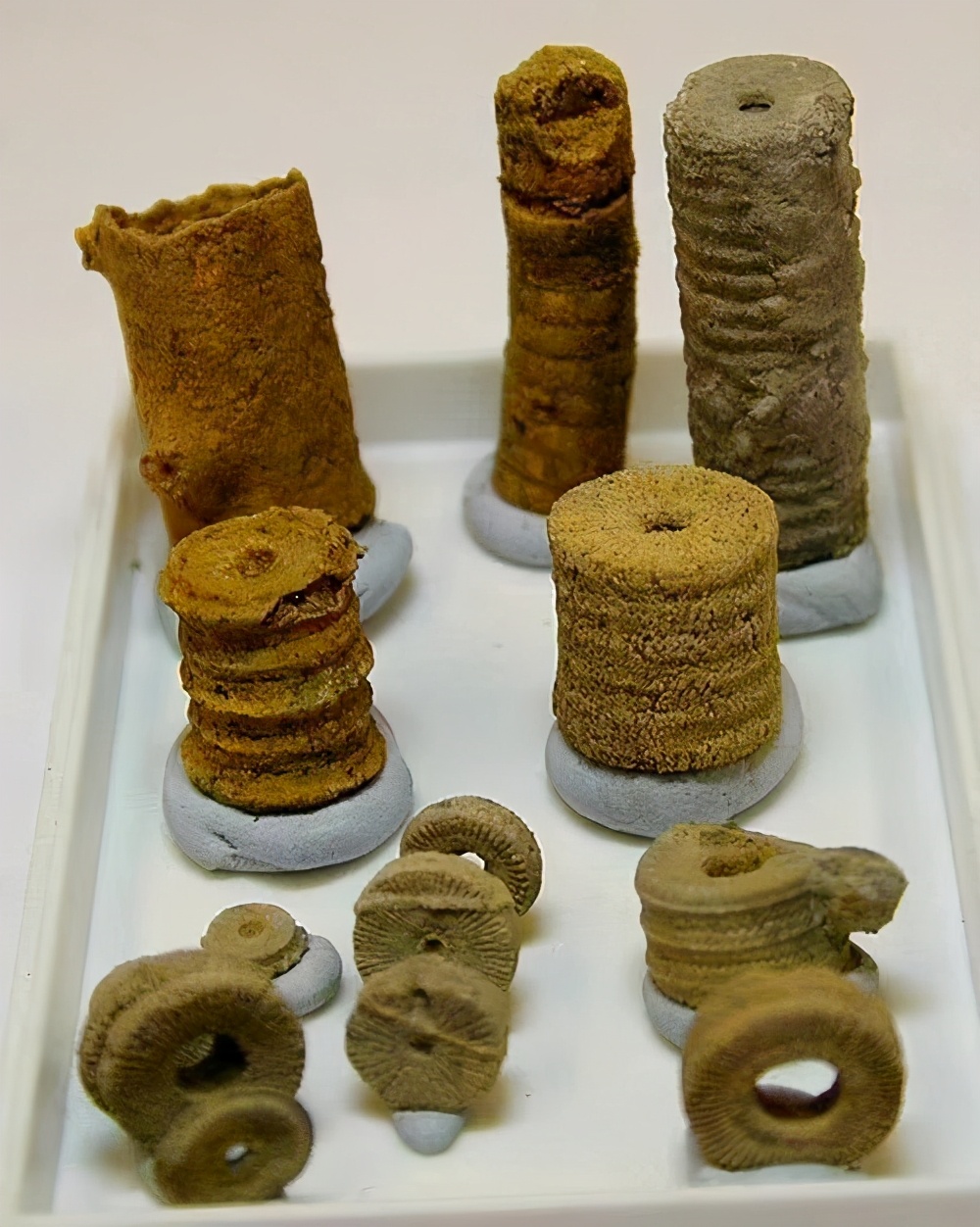 地球上真有史前文明？化石中发现齿轮螺丝钉，主角是“冬虫夏草”431 / 作者:兴冲冲丈 / 帖子ID:130368