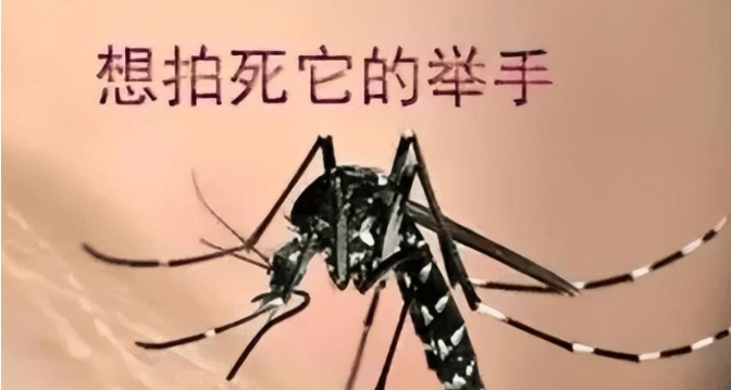 蚊子在地球上的作用是什么？如果全部灭绝，会有什么严重后果？644 / 作者:yhzdmb342 / 帖子ID:129452