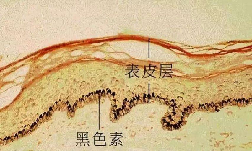 人体最诡异的器官，至今都无法解释原理，人的皮肤到底有多诡异？17 / 作者:刘moon / 帖子ID:129921