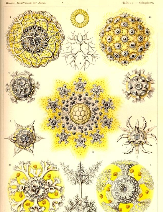 人类起源问题最大骗局，存在了100多年，3亿年前我们真是一条鱼？744 / 作者:涵涵爸爸520 / 帖子ID:129390