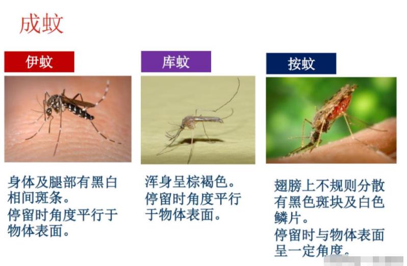 都说存在即合理，那蚊子存在的意义是什么？蚊子灭绝了世界会怎样398 / 作者:aygx / 帖子ID:130023