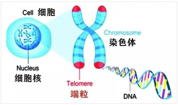自然规则禁止永生的出现，科学家找到永生的方法只是有些不道德219 / 作者:掌柜able / 帖子ID:129632