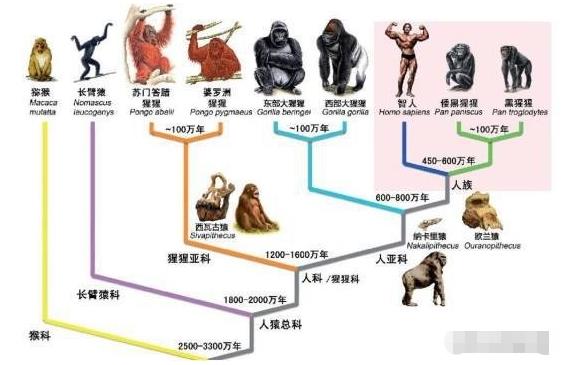 外星人创造论：600万年前外星人对黑猩猩基因改造创造了人类？329 / 作者:绘粹凭 / 帖子ID:130180