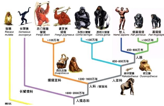 人类起源问题最大骗局，存在了100多年，3亿年前我们真是一条鱼？960 / 作者:涵涵爸爸520 / 帖子ID:129390