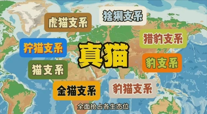 猫科进化有多完美？祖先打败同时期霸主，还能在人类手里活下来！422 / 作者:绚丽源自寂寞悍 / 帖子ID:129537