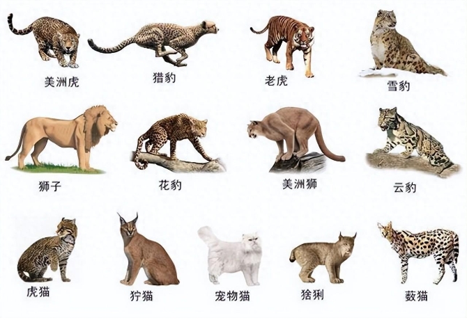 猫科进化有多完美？祖先打败同时期霸主，还能在人类手里活下来！343 / 作者:绚丽源自寂寞悍 / 帖子ID:129537