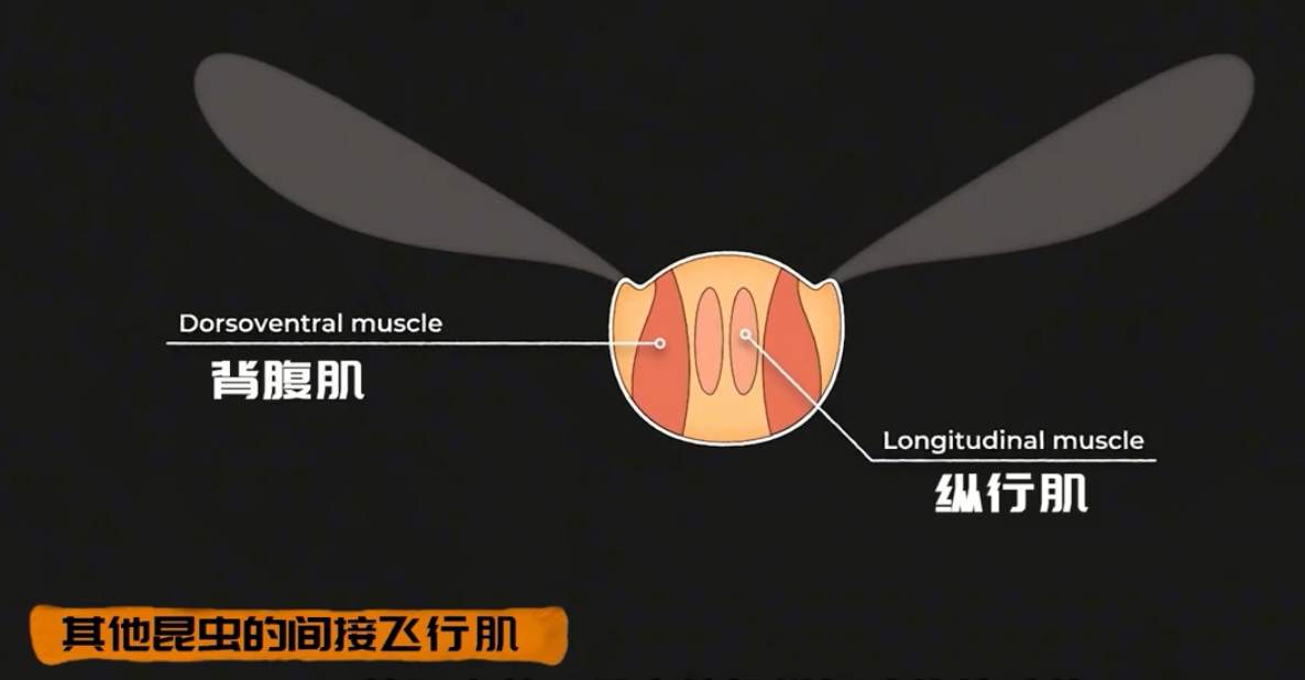 为何总是有人说「蜻蜓」不是地球上的生物246 / 作者:断翅小蝶腥 / 帖子ID:130092