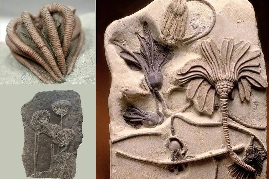 地球上真有史前文明？化石中发现齿轮螺丝钉，主角是“冬虫夏草”177 / 作者:兴冲冲丈 / 帖子ID:130368