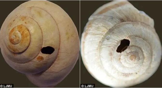 17万年前的史前人类曾烤食巨型蜗牛908 / 作者:兰905 / 帖子ID:129731