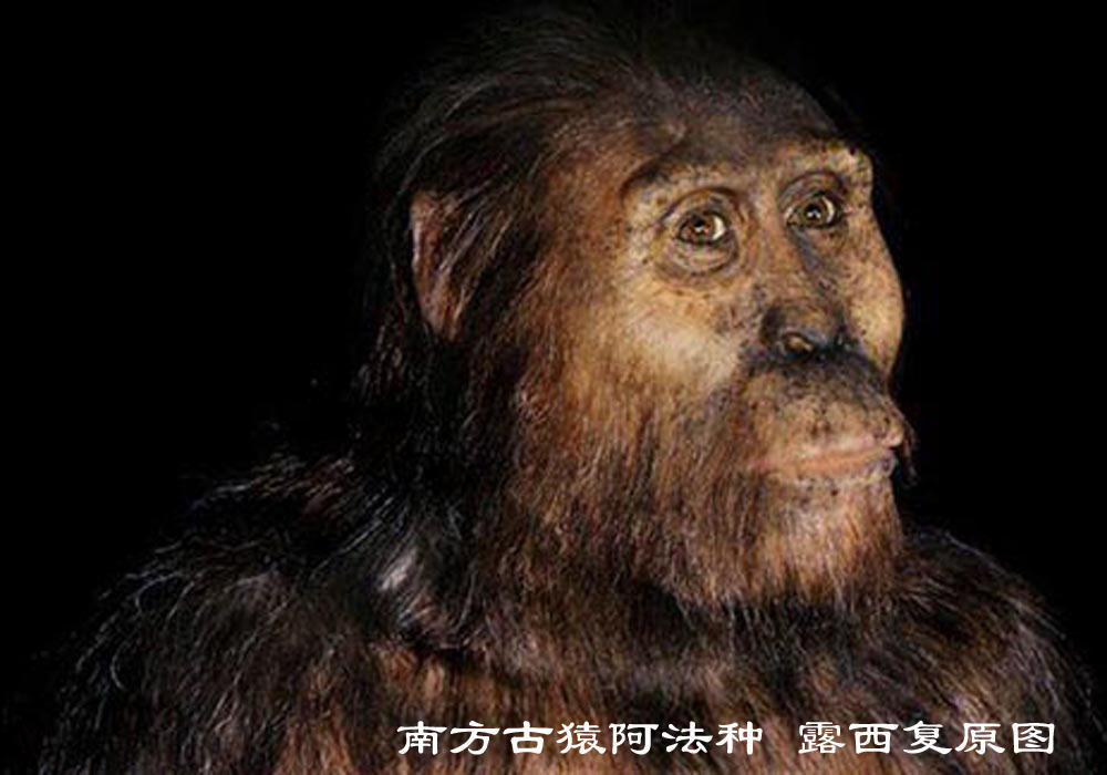 进化：人类从猿到人的这几百万年971 / 作者:老三是叔叔 / 帖子ID:130387
