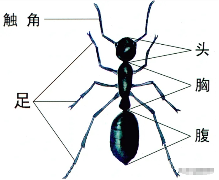 在某种意义上来讲，蚂蚁才是这个地球进化最完美的生物，没有之一98 / 作者:123457166 / 帖子ID:129573
