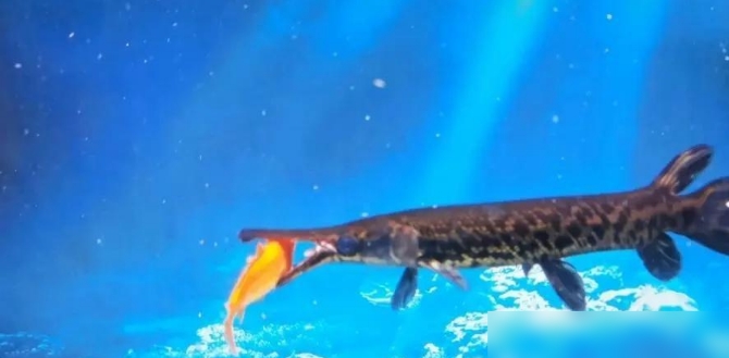 珠江的“哭泣”！寿命75年体长3米，重达300斤的鳄雀鳝形成了种群327 / 作者:涵涵爸爸520 / 帖子ID:129424