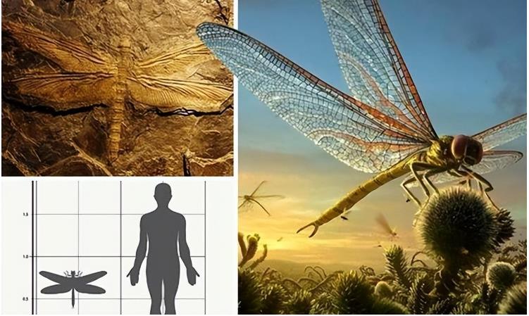 为何总是有人说「蜻蜓」不是地球上的生物587 / 作者:断翅小蝶腥 / 帖子ID:130092