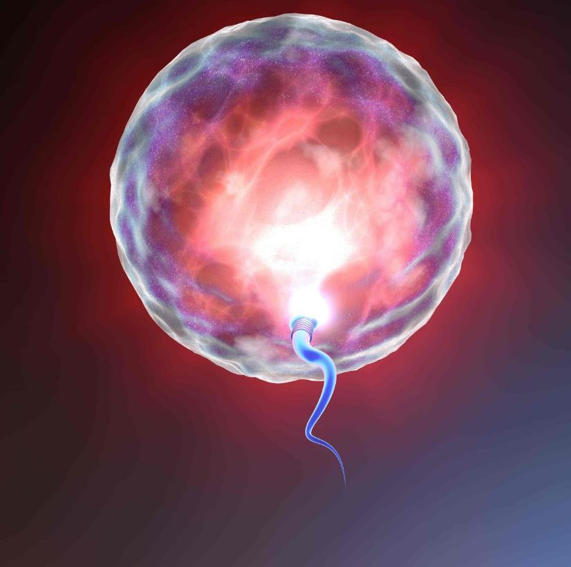 科学家拍到：精子和卵子结合的那一刻，真的会瞬间爆发出巨大闪光103 / 作者:绚丽源自寂寞悍 / 帖子ID:130016