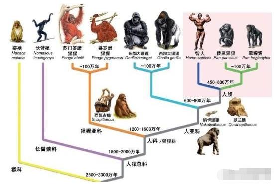 如果人类全部灭亡了，数亿年后人类还能再次进化出来吗？99 / 作者:绚丽源自寂寞悍 / 帖子ID:130119