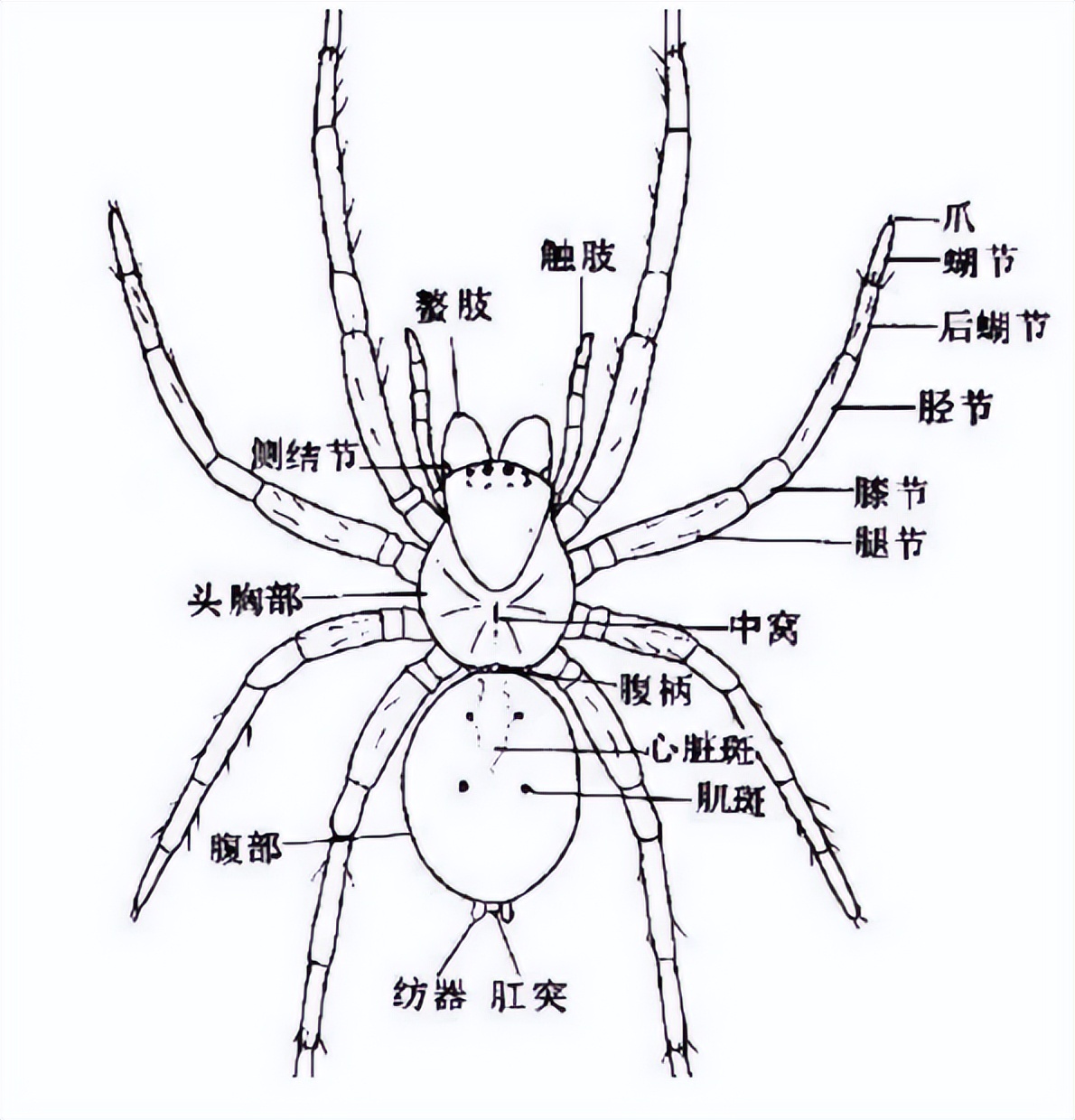 海蜘蛛用5亿年亲身证明了这一道理：“只要足够废物，就没天敌”696 / 作者:一夜雨十年灯潞 / 帖子ID:130048
