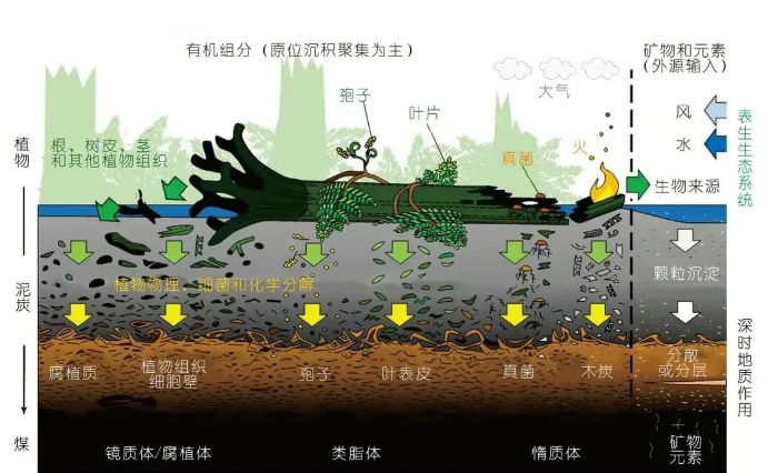 到底有什么证据?煤炭究竟是如何形成的?758 / 作者:第一个甲马俳 / 帖子ID:129530 到底有什么证据?煤炭究竟是如何形成的?758 / 作者:第一个甲马俳 / 帖子ID:129530