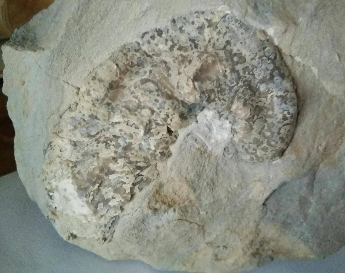 世界最大的奇迹，生命到底起源于何处？地球是否如此幸运？828 / 作者:janlinsa / 帖子ID:130407