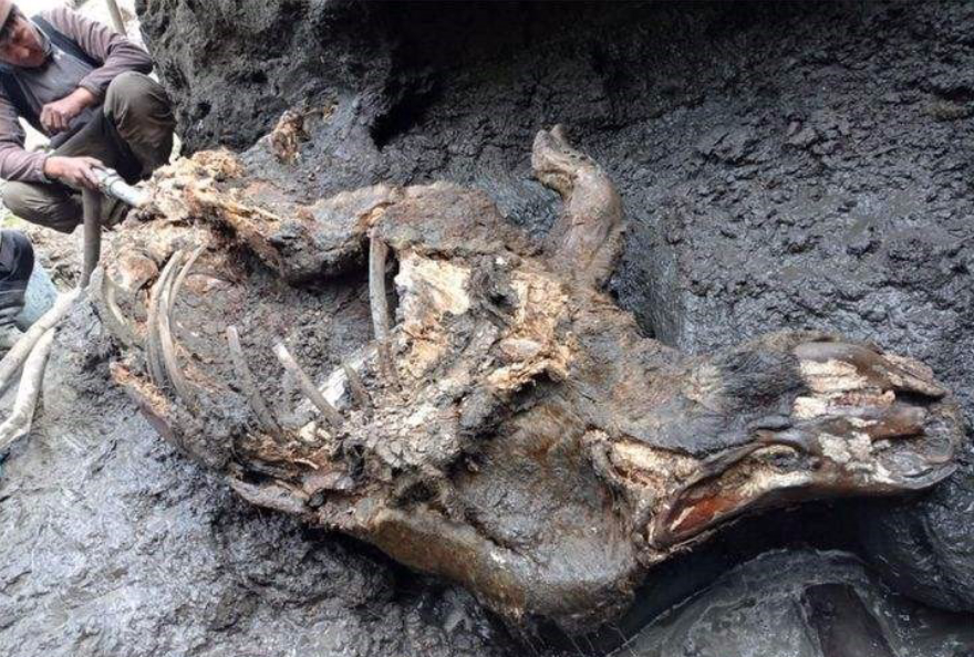 北极“高烧”不断，史前生物遗骸陆续现身，冰层下的病菌或会苏醒56 / 作者:涵涵爸爸520 / 帖子ID:130024