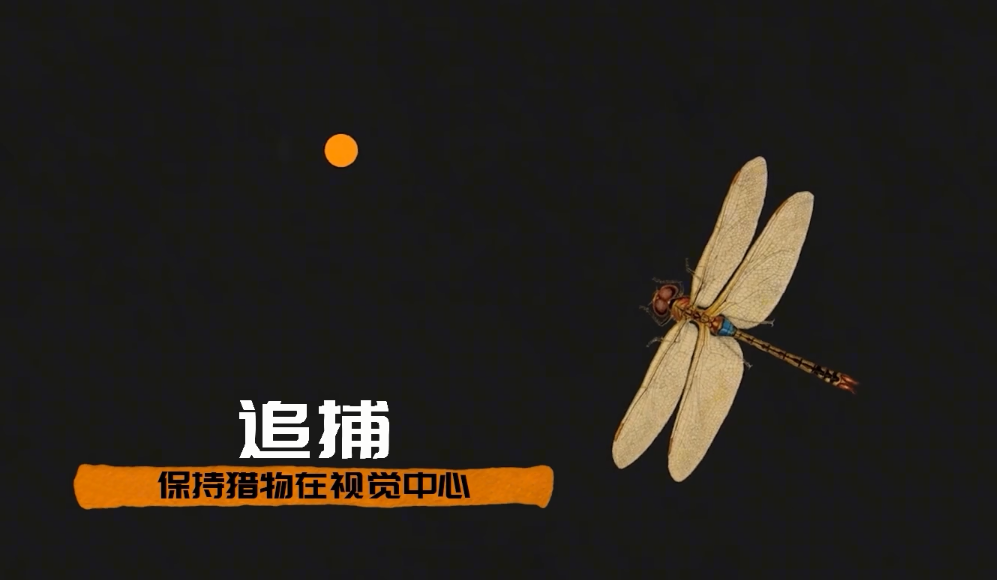 为何总是有人说「蜻蜓」不是地球上的生物851 / 作者:断翅小蝶腥 / 帖子ID:130092