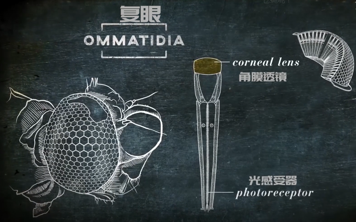 为何总是有人说「蜻蜓」不是地球上的生物7 / 作者:断翅小蝶腥 / 帖子ID:130092
