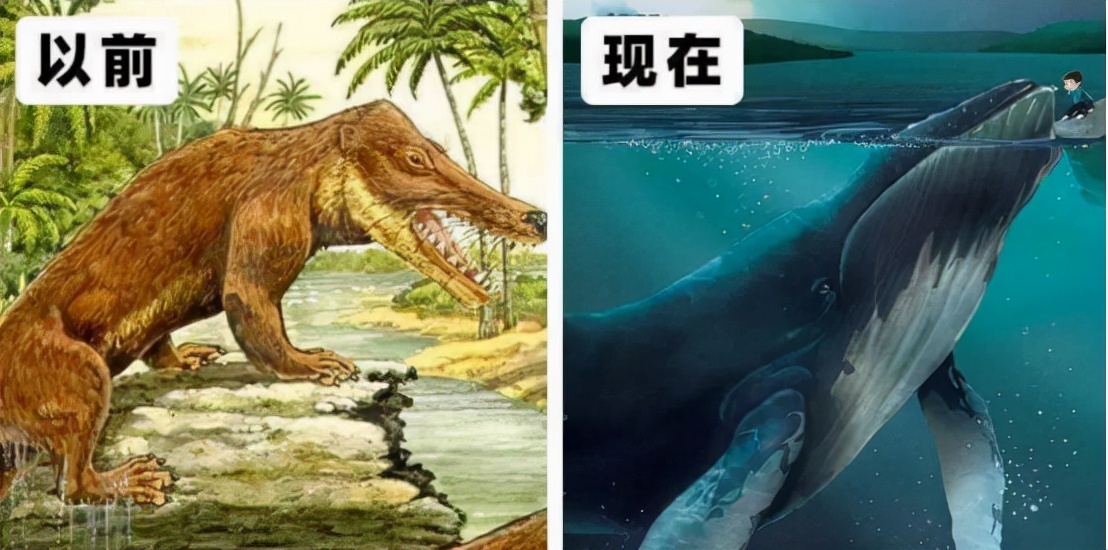 进化论是错的？下海5000多万年后，鲸鱼仍没有鳃，哪个环节错了？539 / 作者:掌柜able / 帖子ID:130243