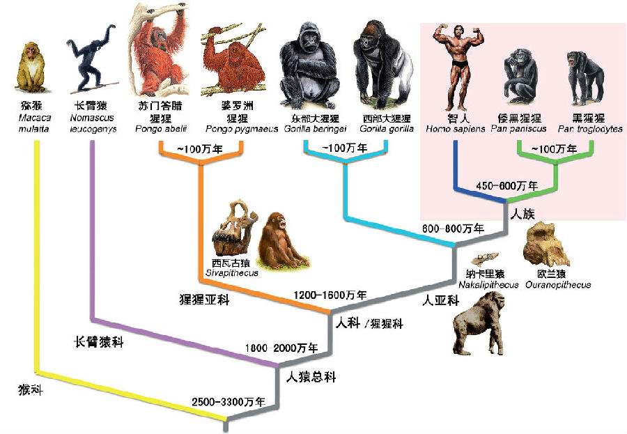 为什么上亿年的恐龙没有产生智慧，百万年的人类却产生了文明？686 / 作者:啵啵小奥特 / 帖子ID:130200