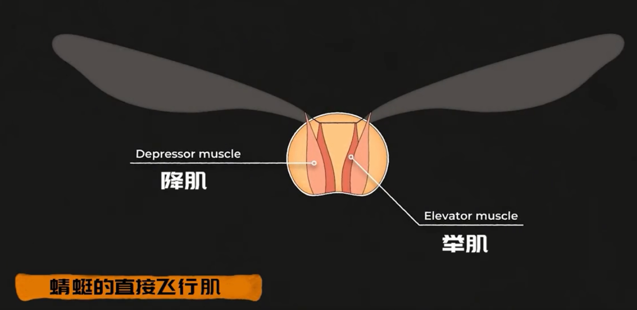 为何总是有人说「蜻蜓」不是地球上的生物89 / 作者:断翅小蝶腥 / 帖子ID:130092
