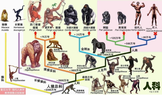 深度长文：当孩子问“为什么猿猴能变成人？”时，该如何回答？615 / 作者:兴冲冲丈 / 帖子ID:129572
