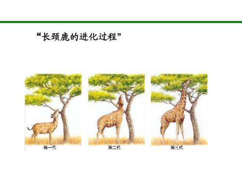 别不相信进化论了，这是生物发展的唯一解释，两方面证据可以证明739 / 作者:aygx / 帖子ID:130425