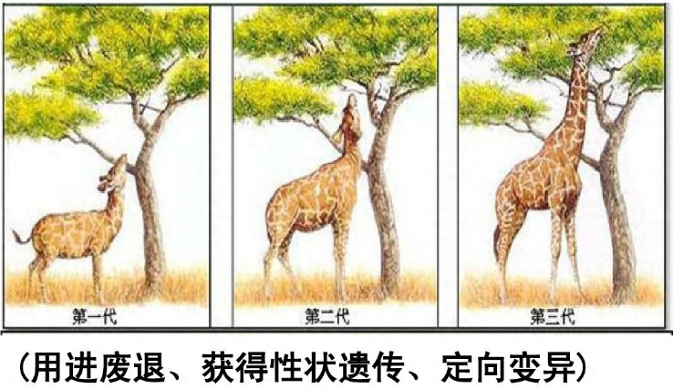 深度长文：如果人类不断从悬崖跳下去，会不会进化出翅膀？1 / 作者:janlinsa / 帖子ID:129579