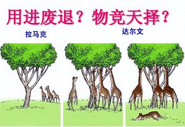 深度长文：如果人类不断从悬崖跳下去，会不会进化出翅膀？130 / 作者:janlinsa / 帖子ID:129579