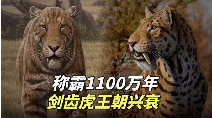 猫科进化有多完美？祖先打败同时期霸主，还能在人类手里活下来！333 / 作者:绚丽源自寂寞悍 / 帖子ID:129537