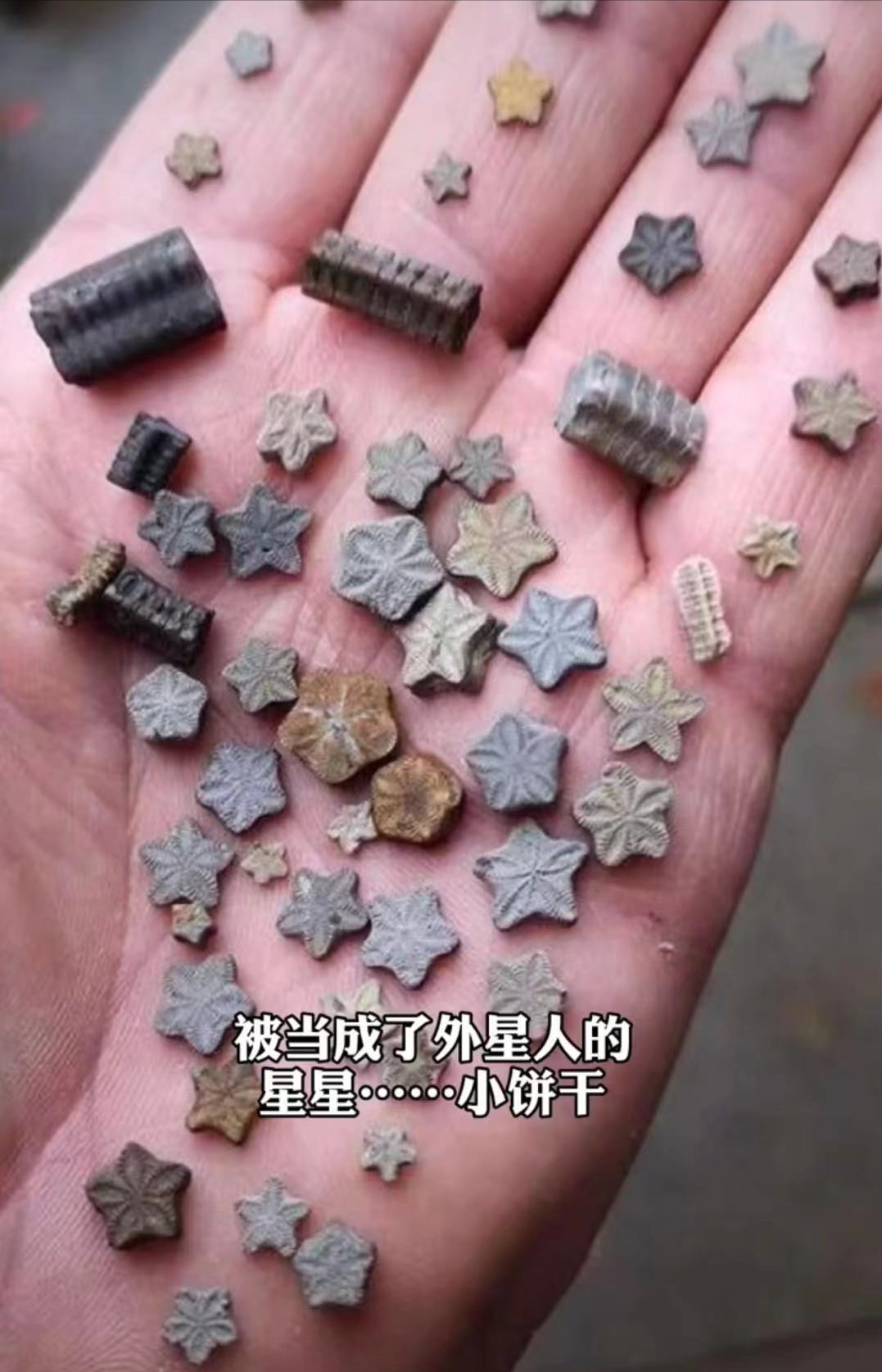 地球上真有史前文明？化石中发现齿轮螺丝钉，主角是“冬虫夏草”271 / 作者:兴冲冲丈 / 帖子ID:130368