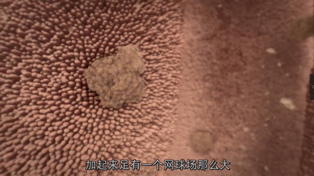 死去的人体细胞开始攻击我，属于人类的奇迹终于被发现37 / 作者:露水珠珠 / 帖子ID:130079