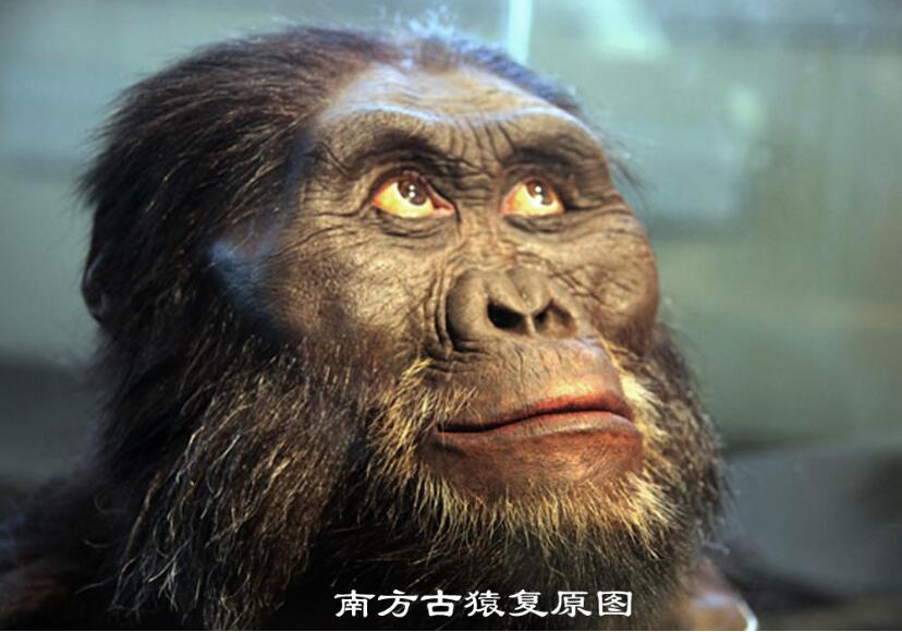 进化：人类从猿到人的这几百万年721 / 作者:老三是叔叔 / 帖子ID:130387