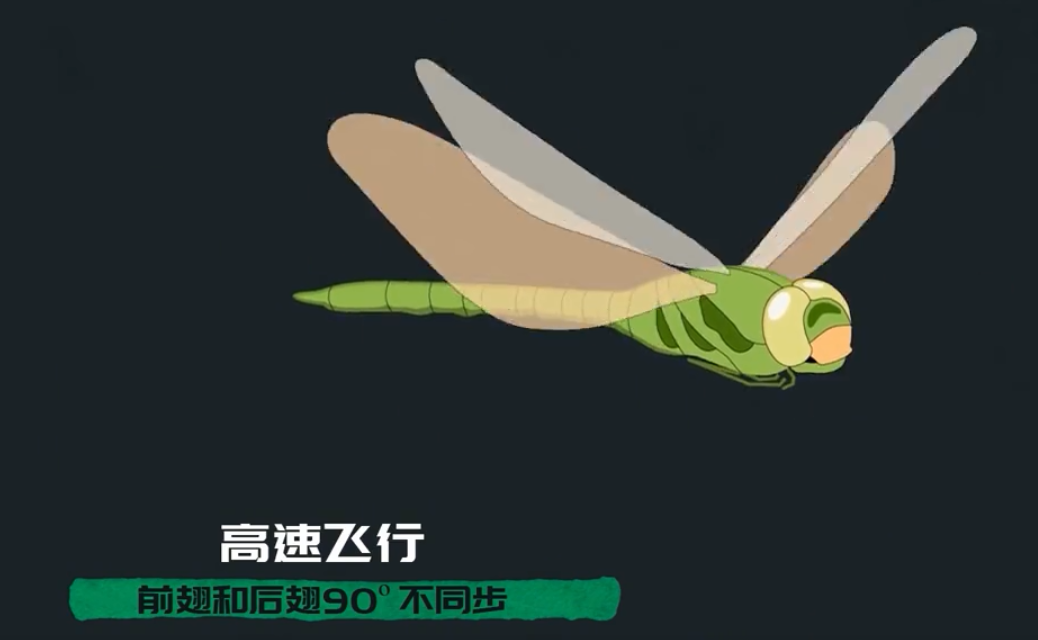 为何总是有人说「蜻蜓」不是地球上的生物349 / 作者:断翅小蝶腥 / 帖子ID:130092