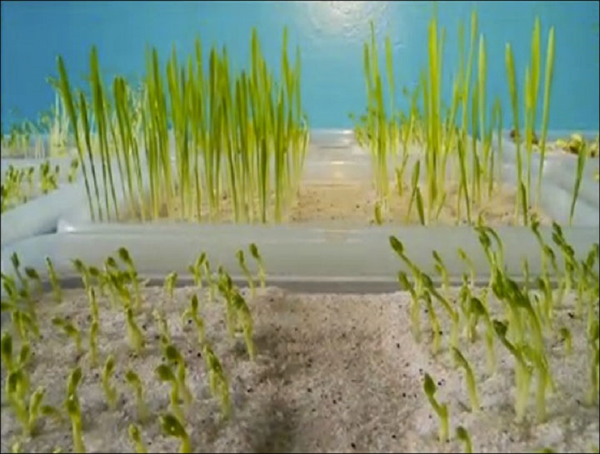 为了永生，科学家给自己注射350万年前的细菌，现在如何了？211 / 作者:绘粹凭 / 帖子ID:129913