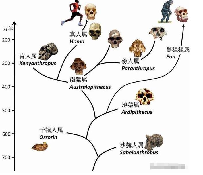 外星人创造论：600万年前外星人对黑猩猩基因改造创造了人类？476 / 作者:绘粹凭 / 帖子ID:130180