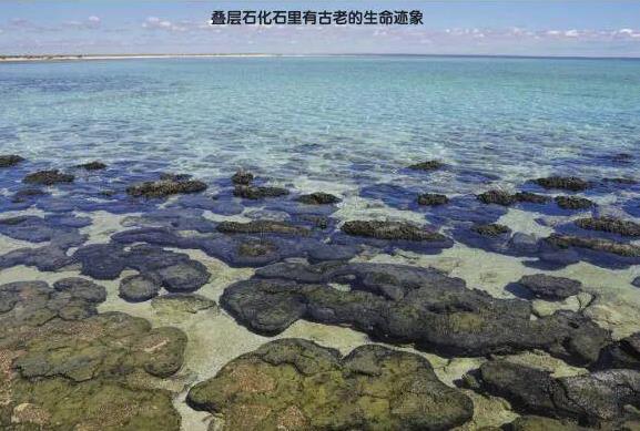 生命之谜：生命从一开始就不简单392 / 作者:兴冲冲丈 / 帖子ID:129769