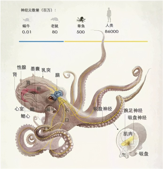 最新研究称章鱼或于5亿年前来到地球，为何总说章鱼是外星生物？285 / 作者:刘moon / 帖子ID:130195