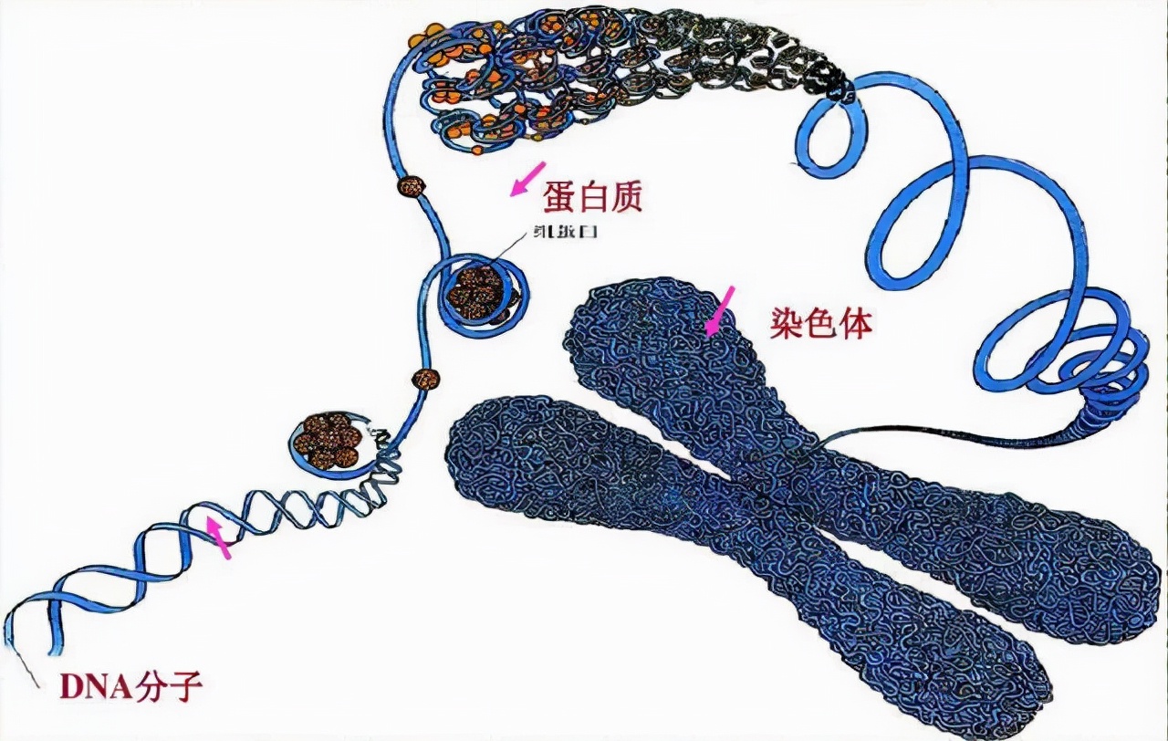 男生染色体是XY，女生的是XX，那染色体是YY的人又会是啥样的呢？700 / 作者:熊明青 / 帖子ID:130203