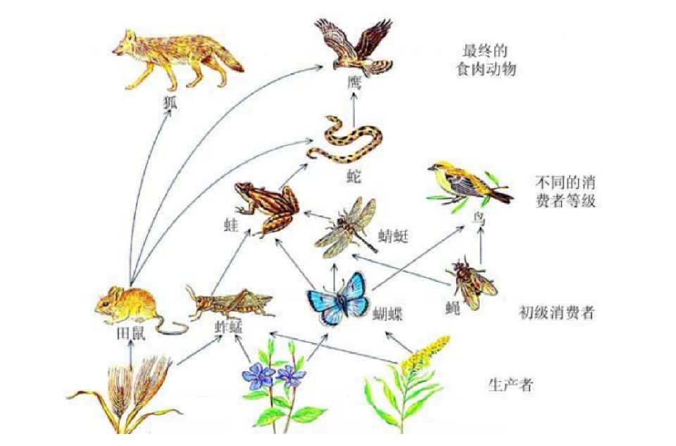地球上的万物相生相克，为何没听说过病毒的天敌？病毒怕什么？468 / 作者:蓝蓝的彩 / 帖子ID:130087
