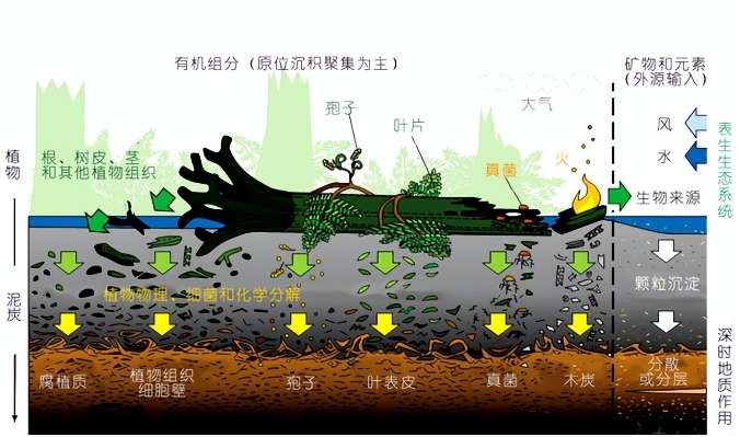 到底有什么证据？煤炭由树木变成，厚900米的煤得死多少树？768 / 作者:啵啵小奥特 / 帖子ID:129392