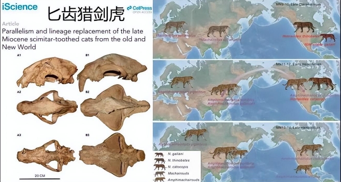 猫科进化有多完美？祖先打败同时期霸主，还能在人类手里活下来！930 / 作者:绚丽源自寂寞悍 / 帖子ID:129537