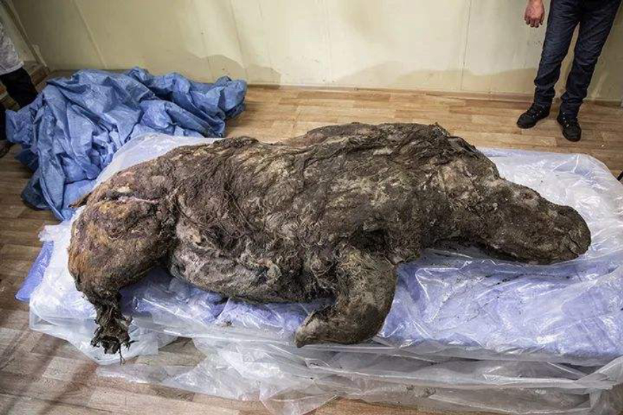 北极“高烧”不断，史前生物遗骸陆续现身，冰层下的病菌或会苏醒410 / 作者:涵涵爸爸520 / 帖子ID:130024