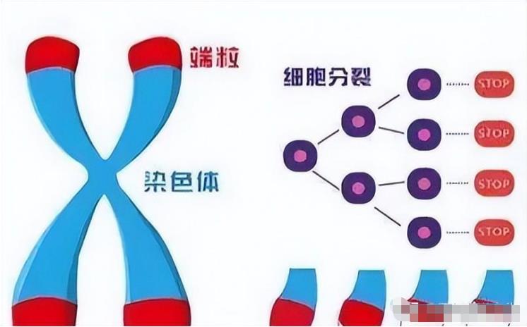 人类的寿命为什么只有短短几十年？是谁设定的寿命限制？516 / 作者:yhzdmb342 / 帖子ID:129748